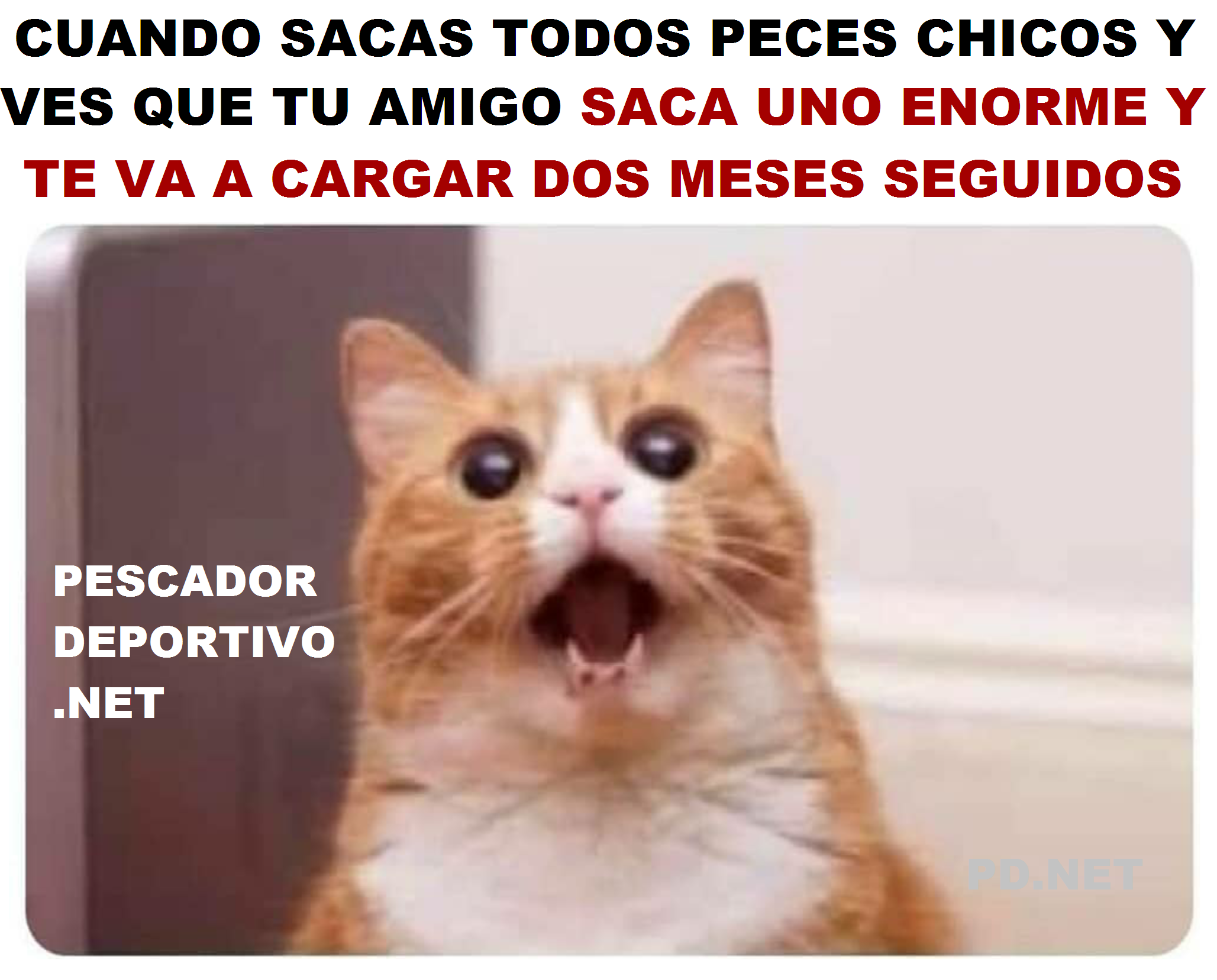 AMIGO PEZ GRANDE SACA