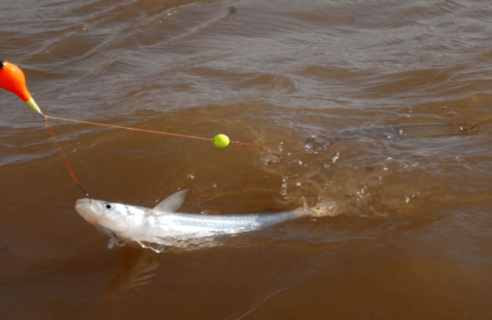 Iniciar pesca pejerrey.png