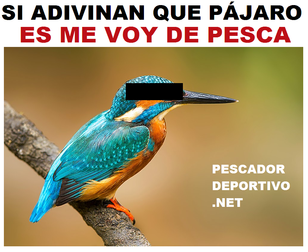 MARTIN PESCADOR ADIVINAR