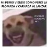 PERRO RISA