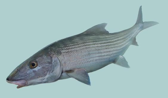 retrato-de-la-pesca-con-mosca-del-bonefish-69728103