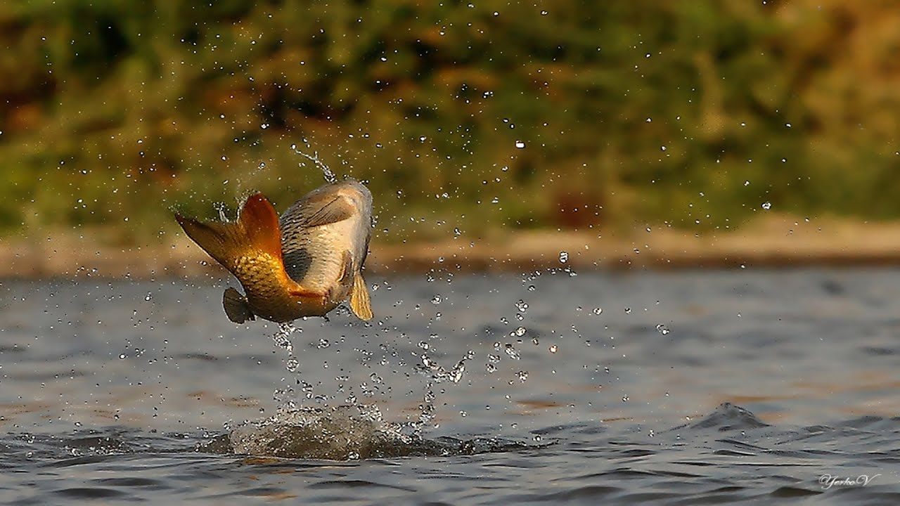 Por qué saltan los Peces? – PESCADOR DEPORTIVO, image size:1280x720