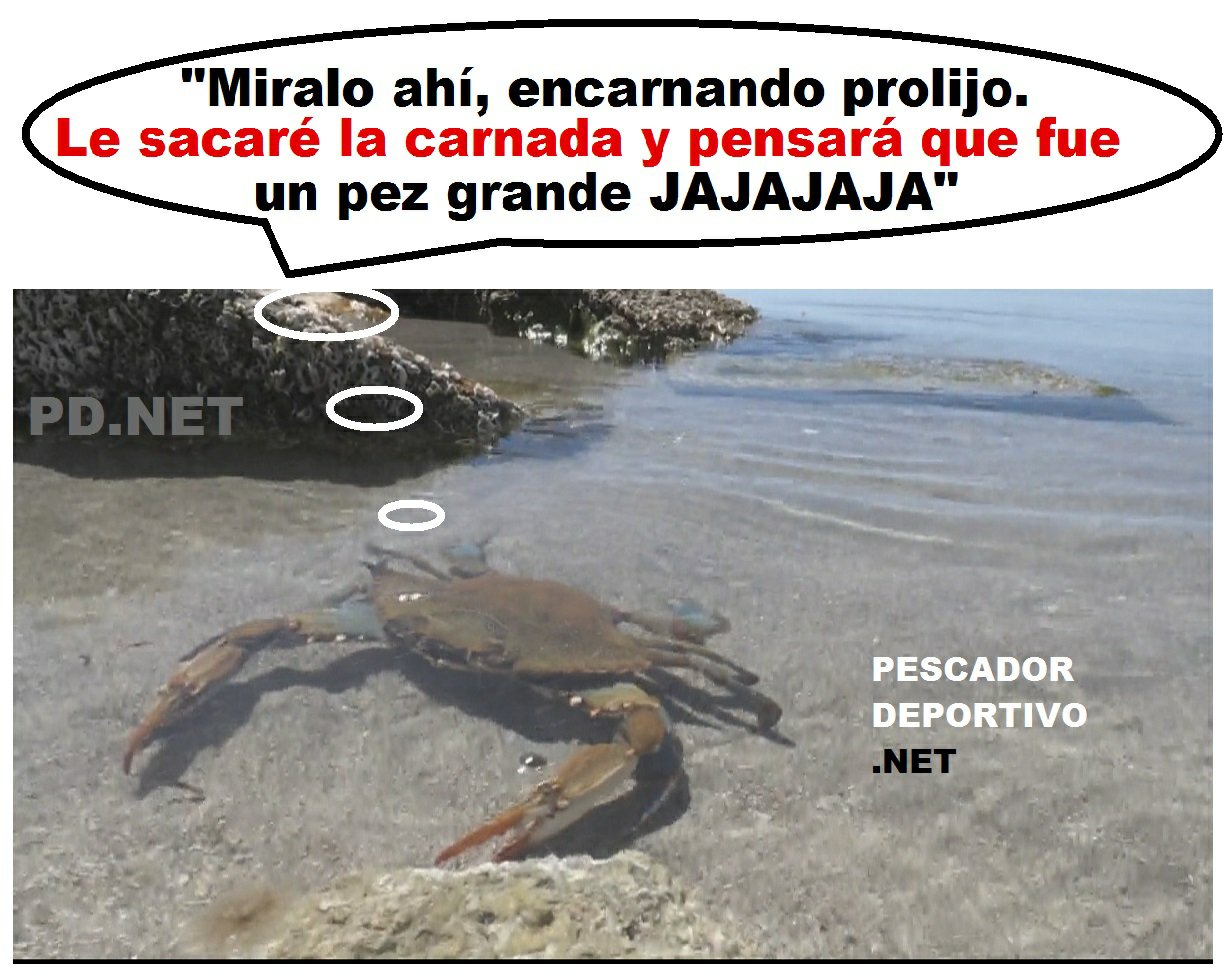 cangrejo saca carnada8830222916541019975..jpg