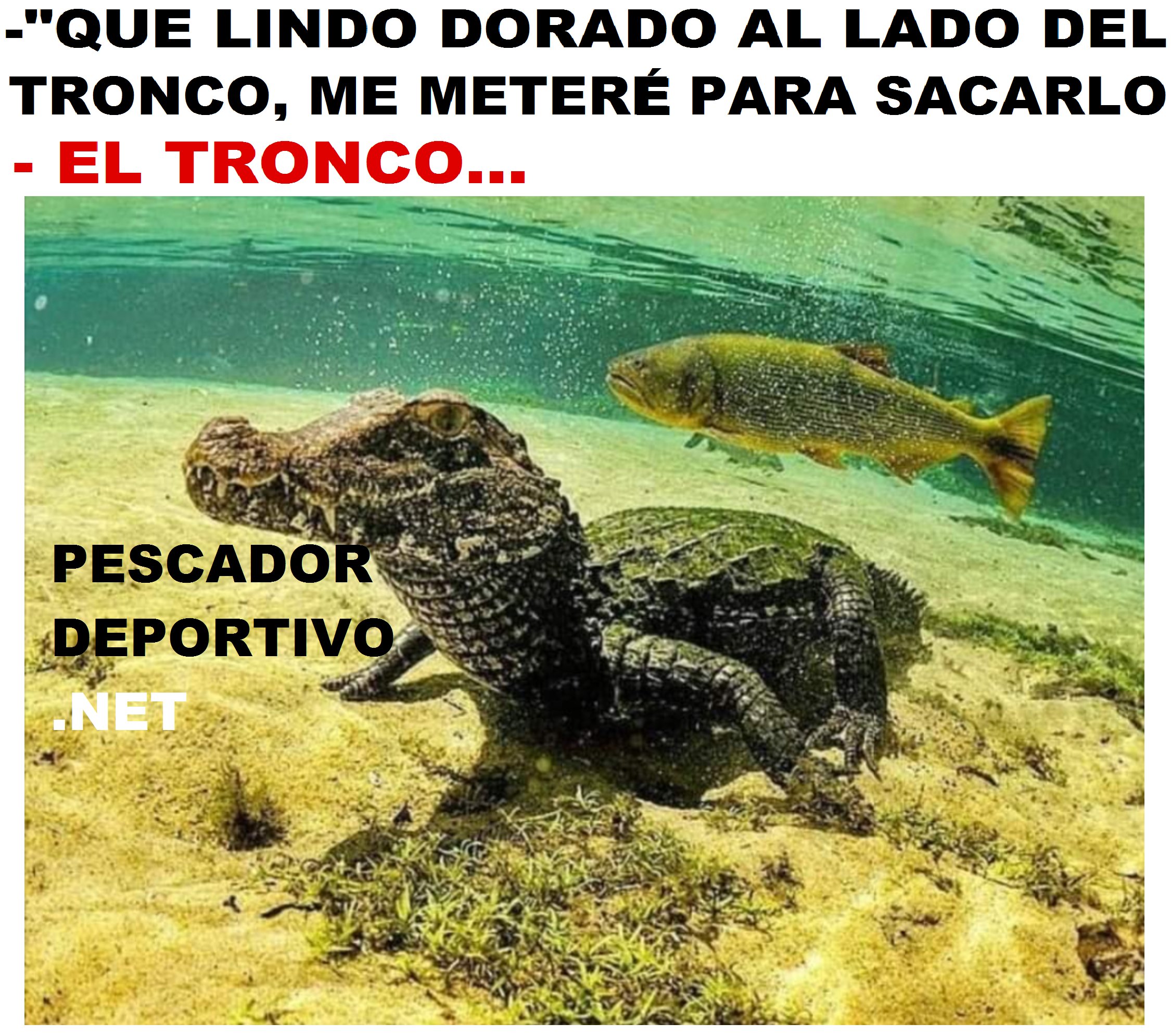 dorado tronco7856333669309544749..png