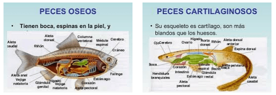 Peces oseos y cartilaginosos