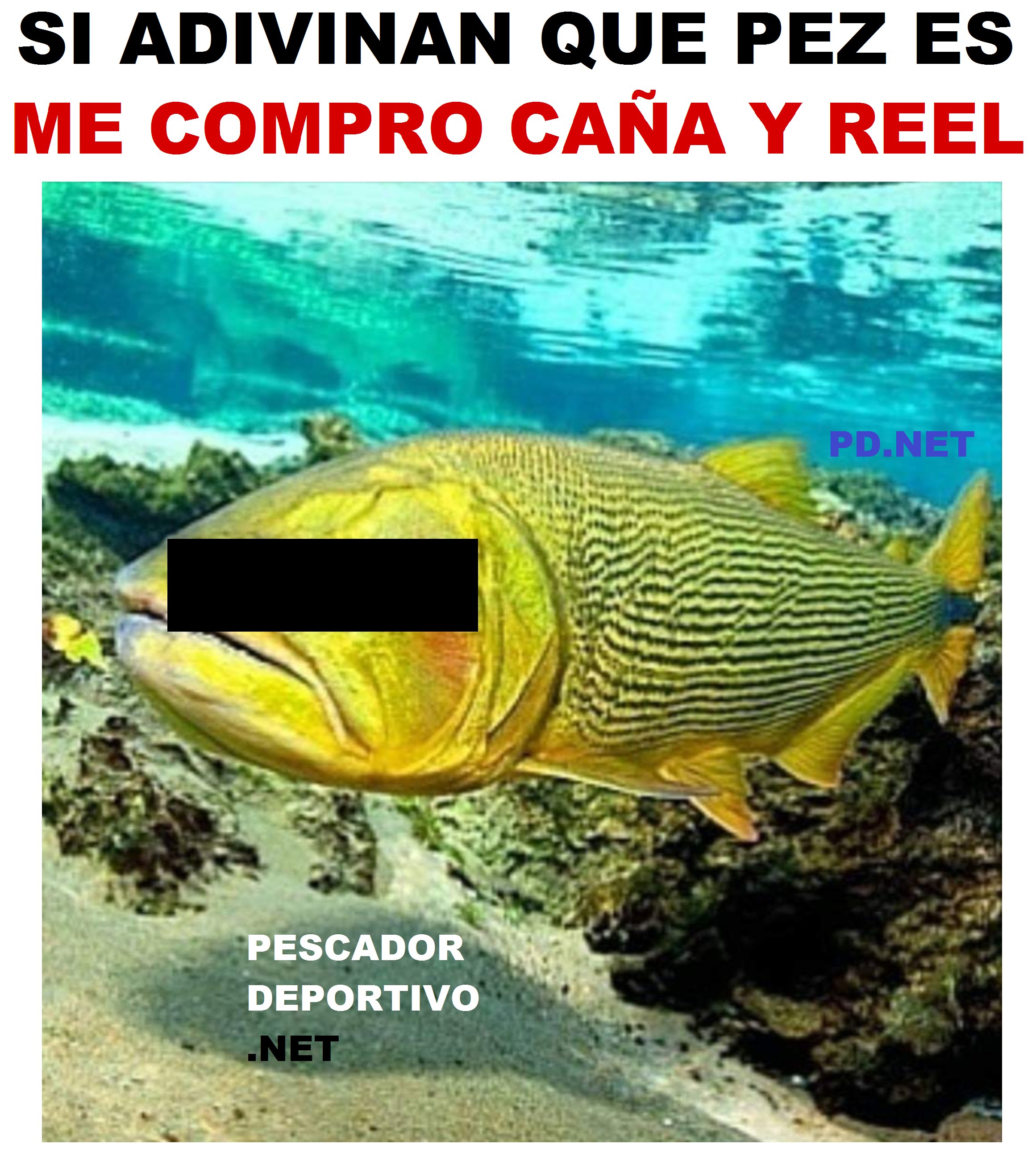 que pez es dorado2319667788584123164..png