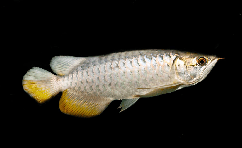 Arowana