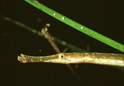 Peces pipa - Syngnathinae