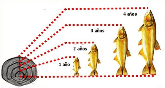 Escamas Pez edad